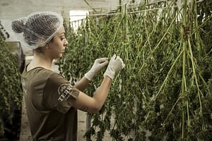 hemp