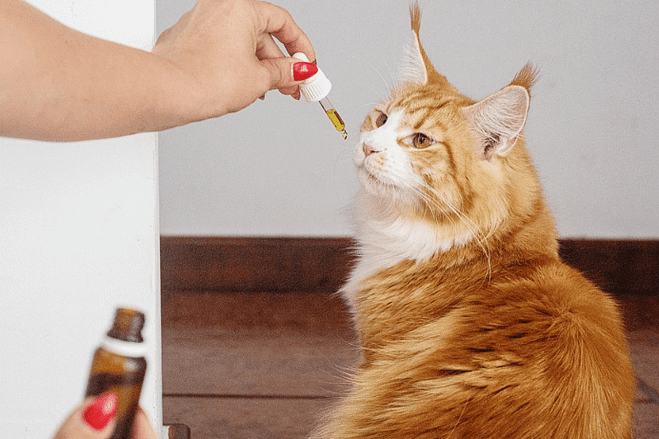 hemp oil is beneficial for pets