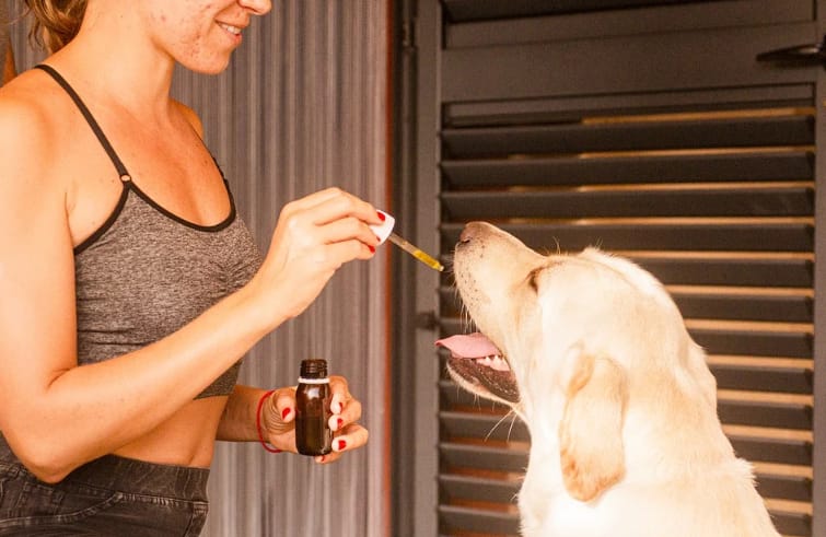 Four Facts of CBD for Pets